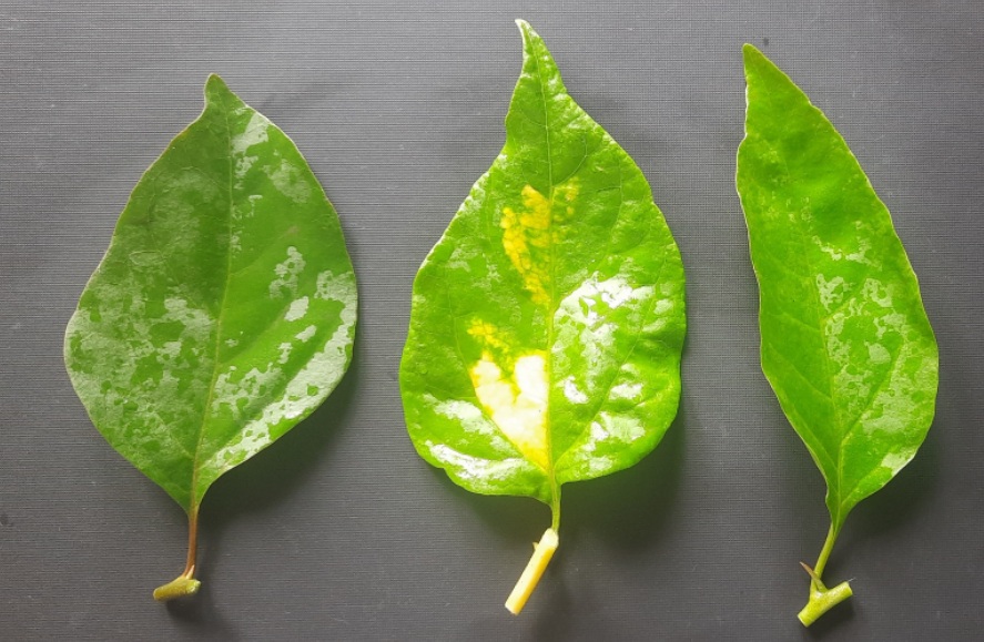 bougainvillea leaves.jpg
